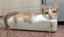 有网友爆料小猫咪视频吗,萌态可掬的小猫咪视频走红网络